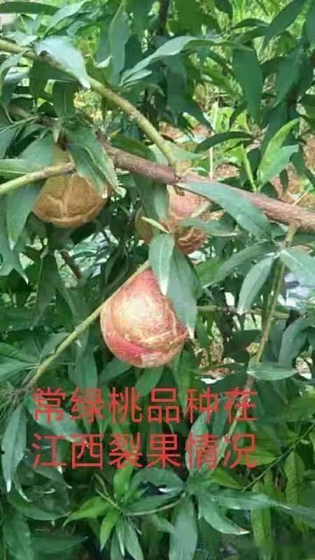 桃树裂果视频素材下载-(桃树裂果视频素材下载网站)